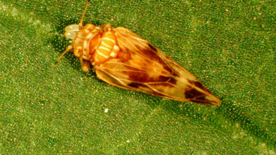 Close up on an Ai adult